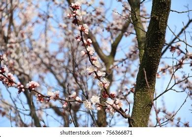 77 Cherry Blossom Van Gogh Royalty-Free Photos and Stock Images | Shutterstock