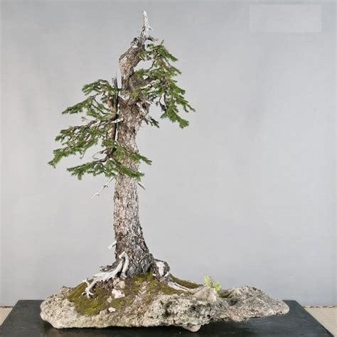 26 Best Norway Spruce Bonsai Pictures | Balcony Garden Web