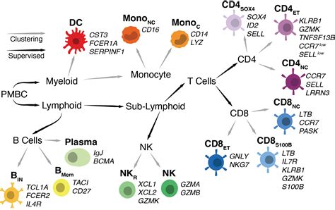 Lymphocyte Vs Phagocyte