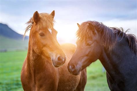 Horse Riding in Iceland - Iceland Travel Guide