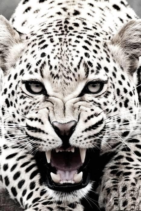 Albino Jaguar Cat