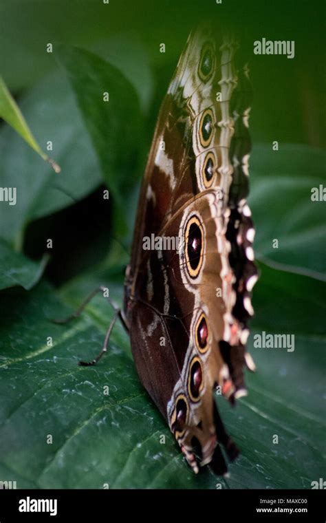 Blue Morpho Butterfly Stock Photo - Alamy