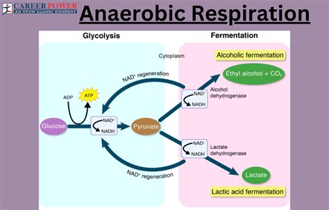 Anaerobic Respiration: Definition, Equation and Examples