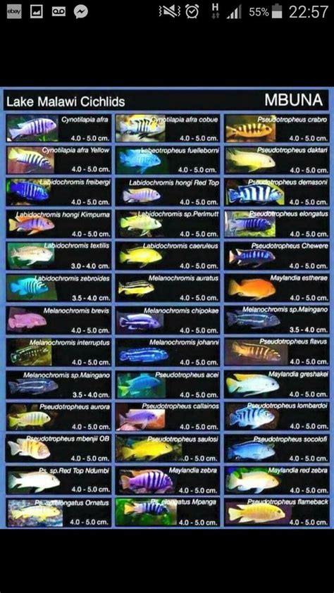 Pin by Samantha Jablonski on African Cichlids | Malawi cichlids, Cichlids, Tropical freshwater fish