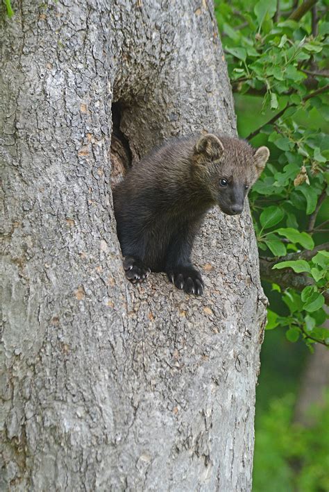 Connecticut Warning for Uprise of Fisher Cats