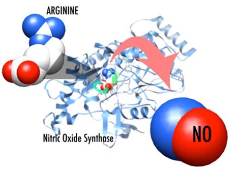 TheFugitiveInc™: Arginine, Nitric Oxide & Muscle Growth