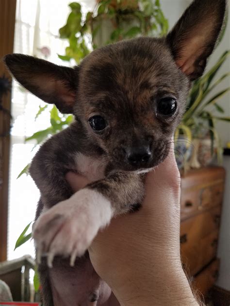 Chihuahua Puppies For Sale | Grafton, OH #265505 | Petzlover