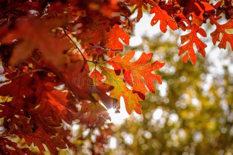 Closeup of Bright Red Oak Leaves on Tree in Autumn Stock Image - Image of golden, brilliant ...