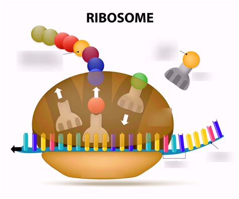 Ribosome Diagram With Labels