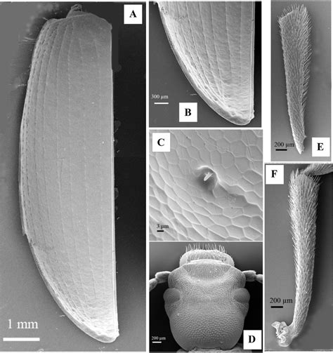 O. anatolica, male. A) Left elytron. B) Apical part of left elytron. C)... | Download Scientific ...