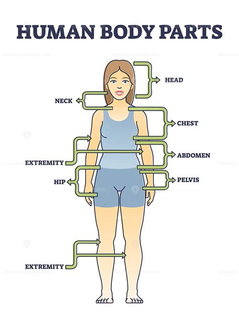 Human Body Parts Anatomy With Basic Physiological Division Outline ...