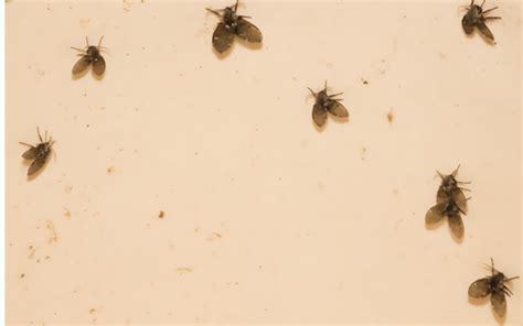 Are these drain flies coming out of my bathroom drains