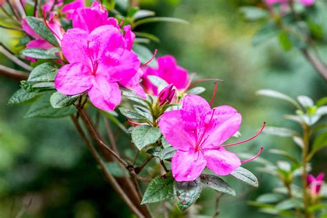 Buy Vibrant Azalea Plants Online