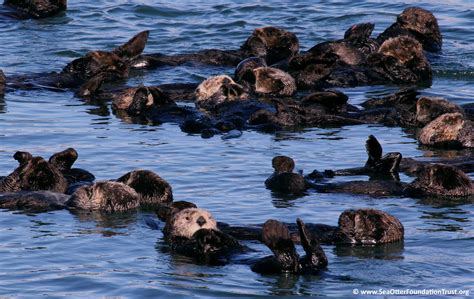 Sea Otter Foundation & Trust – Ensuring the survival of sea otters in ...