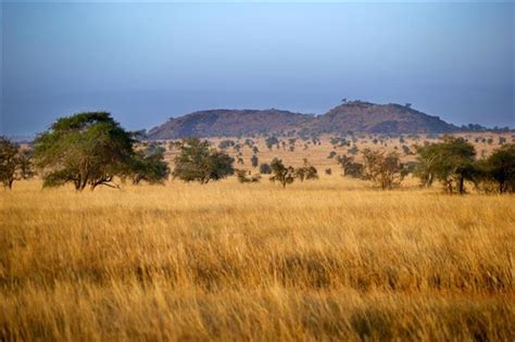 A Tropical Grassland With Scattered Clumps of Trees