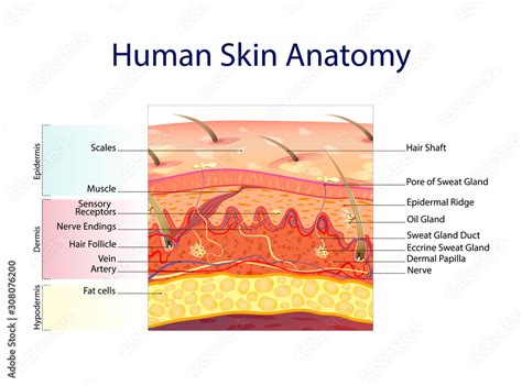 Pin on Dermatology