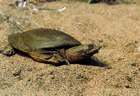 Chinese softshell turtle - Alchetron, the free social encyclopedia