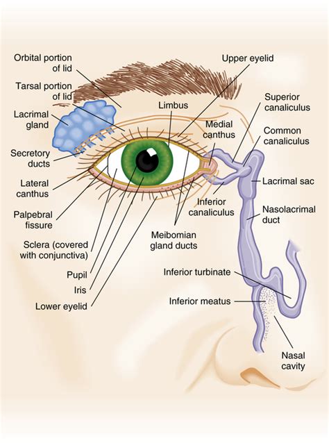 Eye Anatomy Muscles And Vessels Of The Eyelid Medical Surgery | The ...