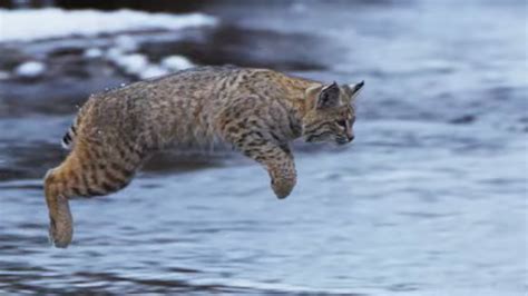 Bobcat Hunting in Winter