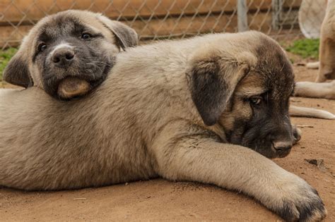 Anatolian Shepherd Dog Puppies - Doglers