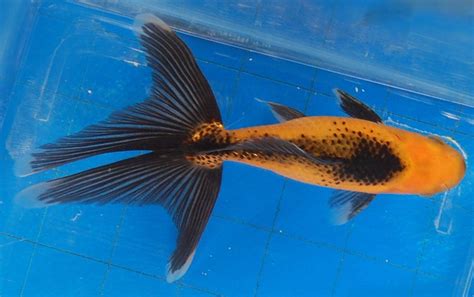 Goldfish - Oranda Wakin cross topview | Pet goldfish, Shubunkin goldfish, Fish pet