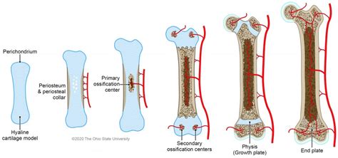 Bone growth – Veterinary Histology