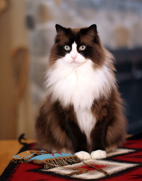 Mingo - Ragdoll of the Week, a Seal Mink Bicolor Ragdoll Cat