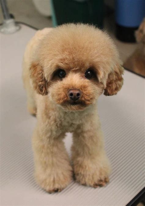 Toy Poodle Haircut Styles - Different Styles Poodle Grooming ...