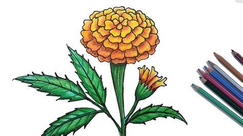 Marigold Flower Drawing Step By | Best Flower Site