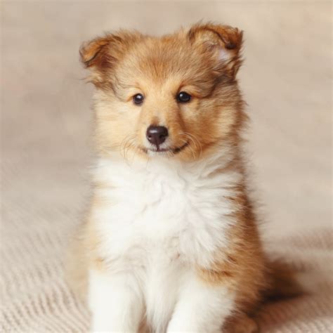 Welsh Sheepdog puppies for sale