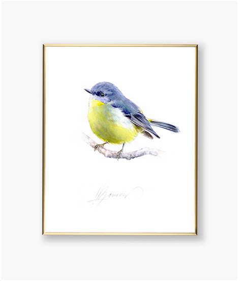 Eastern Yellow Robin Watercolor Painting Birds ORIGINAL - Etsy