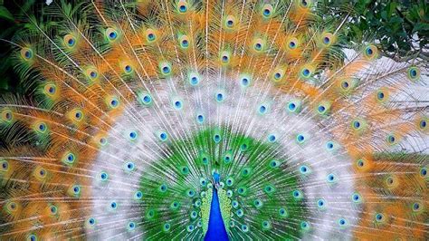 Peacock Wallpapers - Top Free Peacock Backgrounds - WallpaperAccess