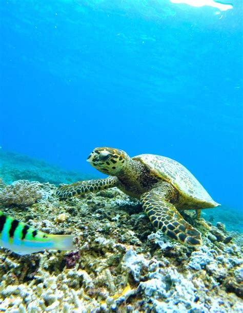 Snorkeling Maui Turtle Town - desolateable