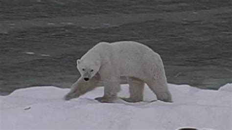 Photographer's 'soul-crushing' video of starving polar bear goes viral