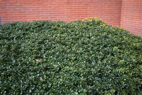 Pittosporum Hedge: 7 Best Pittosporum Varieties For Hedges