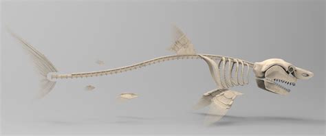 Great White Shark Skeleton 3D Model 3D model rigged | CGTrader