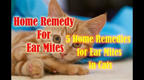 5 Home Remedies for Ear Mites in Cats | home remedy for ear mites - YouTube