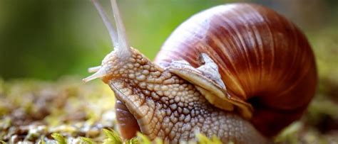 Snail - A-Z Animals