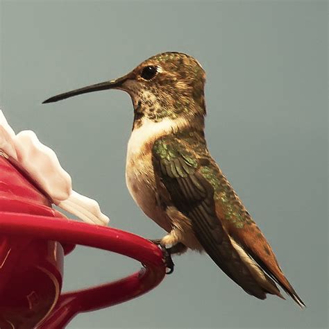 Hummingbird | We put a Hummingbird feeder at home and two hu… | Flickr