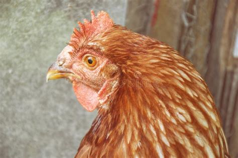 Hens Feed On The Traditional Rural Barnyard At Sunny Day. Detail Of Hen ...