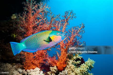 Coral Reef With Parrotfish High-Res Stock Photo - Getty Images