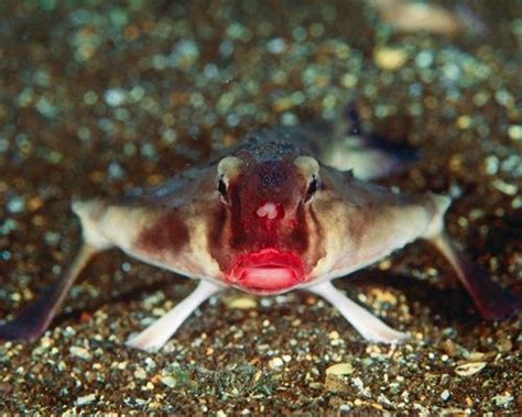 Red-lipped Batfish - facts inform