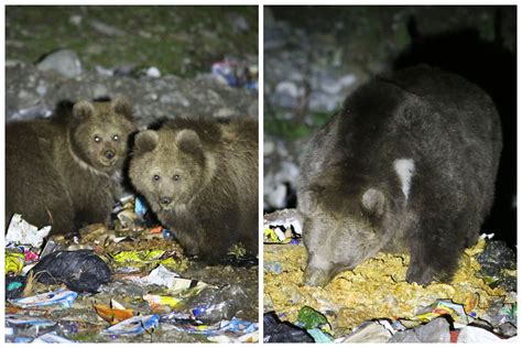 Shocking Pics of Critically Endangered Brown Bears Living on Garbage ...