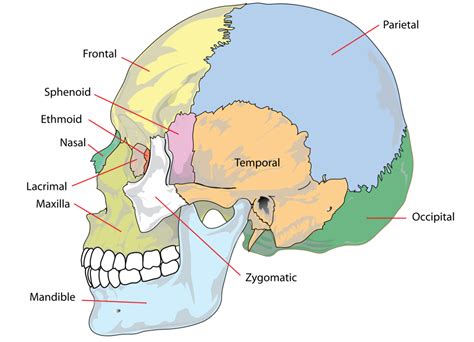 Human Skull: Anatomy And Physiology