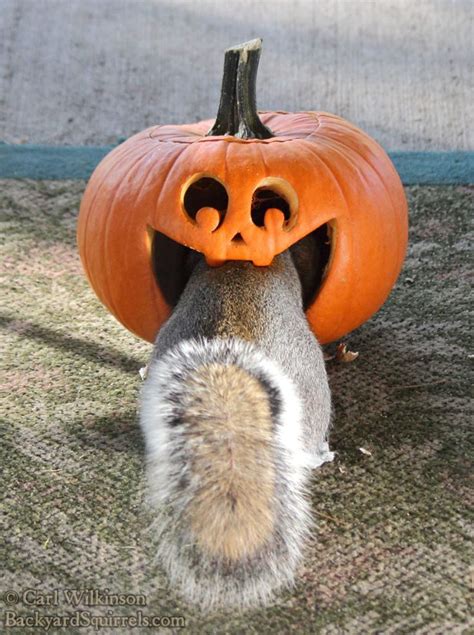 Smiling Pumpkin Jack-o'-Lantern Eating a Squirrel