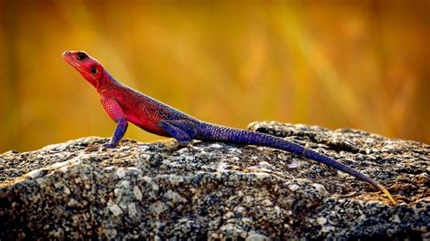 55 of the Most Colorful Lizards in the World - Color Meanings