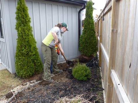 planting cedars | CLC Tree Services