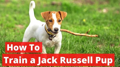 How To Train A Jack Russell Terrier