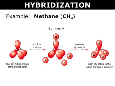 Tang 08 hybridization