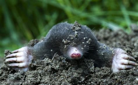 BBC Nature - Mole videos, news and facts